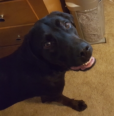 Labrador Retriever-Unknown Mix Dogs for adoption in Machesney Park, IL, USA