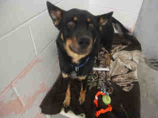 Australian Kelpie-Unknown Mix Dogs for adoption in Bowling Green, OH, USA