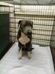 American Bulldog-Unknown Mix Dogs for adoption in Tuskegee, AL, USA