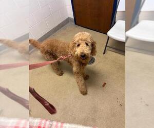 Goldendoodle Dogs for adoption in Fort Wayne, IN, USA