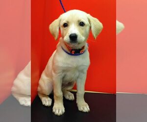 Labralas Dogs for adoption in Attalka, AL, USA