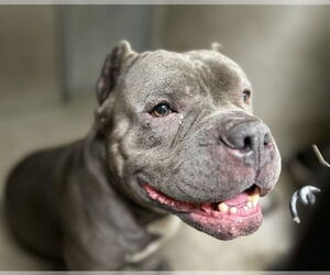 American Pit Bull Terrier Dogs for adoption in San Bernardino, CA, USA