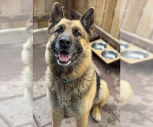 German Shepherd Dog Dogs for adoption in Santa Maria, CA, USA