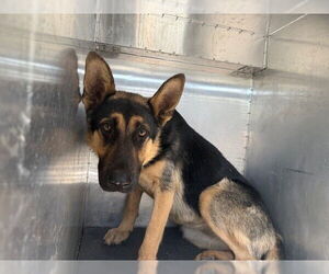 German Shepherd Dog Dogs for adoption in Woodland, CA, USA