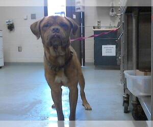 Mastiff Dogs for adoption in Fayetteville, NC, USA