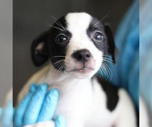 Mutt Dogs for adoption in San Antonio, TX, USA