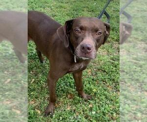 Unknown-Weimaraner Mix Dogs for adoption in Miami, FL, USA