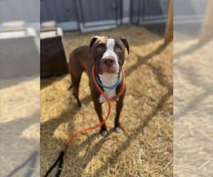 American Pit Bull Terrier Dogs for adoption in Saginaw, MI, USA