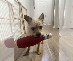 Mutt Dogs for adoption in Davis, CA, USA