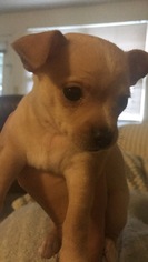 Medium Photo #1 Chihuahua Puppy For Sale in Livonia, MI, USA