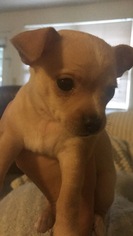 Chihuahua Dogs for adoption in Livonia, MI, USA