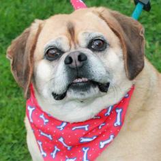Puggle Dogs for adoption in Garfield Heights, OH, USA