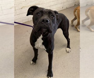 Mutt Dogs for adoption in San Bernardino, CA, USA