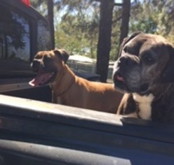 Boxer Dogs for adoption in Woodland, CA, USA
