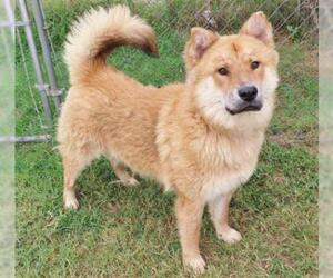 Chow Chow Dogs for adoption in Oklahoma City, OK, USA