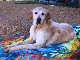 Medium Photo #1 Golden Retriever Puppy For Sale in Augusta, GA, USA