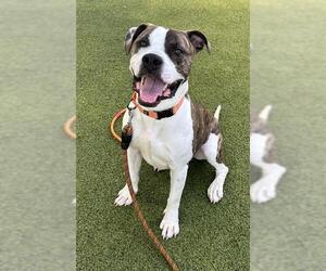 American Pit Bull Terrier-Unknown Mix Dogs for adoption in Boston, MA, USA