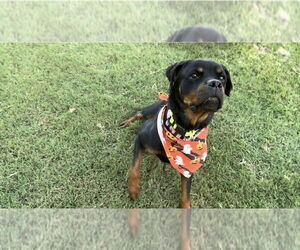 Rottweiler Dogs for adoption in Gilbert, AZ, USA