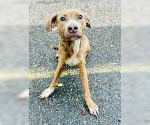 Mutt Dogs for adoption in Clarkesville, GA, USA