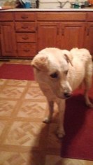 Mutt Dogs for adoption in Moundridge, KS, USA
