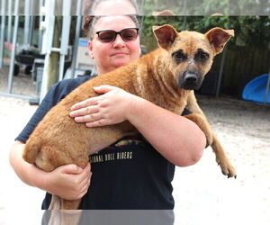 Black Mouth Cur-Unknown Mix Dogs for adoption in Elmsford, NY, USA