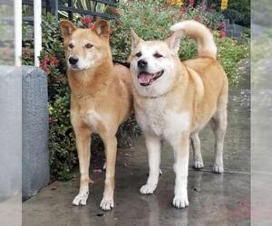 Mutt Dogs for adoption in Marina Del Rey, CA, USA