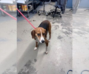 Treeing Walker Coonhound-Unknown Mix Dogs for adoption in Tallahassee, FL, USA