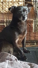 Medium Photo #1 Chihuahua Puppy For Sale in Woodbridge, VA, USA