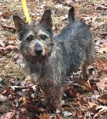 Cairn Terrier Dogs for adoption in Mt Vernon, IN, USA