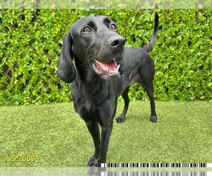 Labrador Retriever Dogs for adoption in West Palm Beach, FL, USA