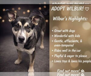 Alaskan Malamute-American Staffordshire Terrier Mix Dogs for adoption in Spotsylvania, VA, USA