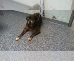 Akita-Unknown Mix Dogs for adoption in Charlotte, NC, USA