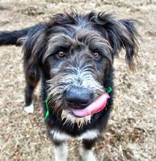 Aussiedoodle Dogs for adoption in boulder, CO, USA