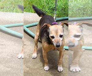 Jack Chi Dogs for adoption in Rockaway, NJ, USA