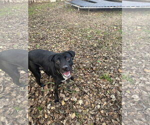 Mutt Dogs for adoption in Jackson, MS, USA