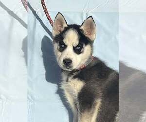 Siberian Husky Dogs for adoption in HOPKINSVILLE/PRINCETON, KY, NH, USA