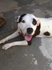American Staffordshire Terrier-Dalmatian Mix Dogs for adoption in Lake Forest, CA, USA