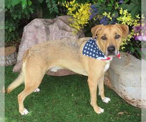 Mutt Dogs for adoption in Oklahoma City, OK, USA