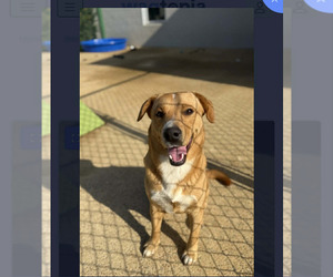 Labrador Retriever-Unknown Mix Dogs for adoption in Westwood, NJ, USA