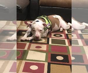 Medium Photo #1 American Pit Bull Terrier-Unknown Mix Puppy For Sale in Derwood, MD, USA