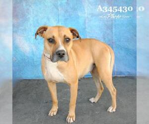 Bullboxer Pit Dogs for adoption in Conroe, TX, USA
