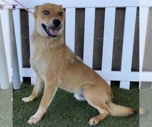 Australian Cattle Dog-German Shepherd Dog Mix Dogs for adoption in Modesto, CA, USA