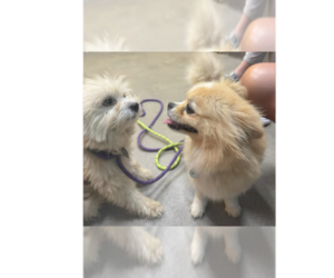 Maltipom Dogs for adoption in Greenbelt, MD, USA