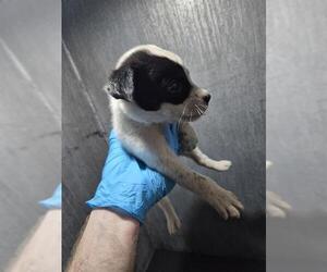 American Staffordshire Terrier-Unknown Mix Dogs for adoption in San Antonio, TX, USA