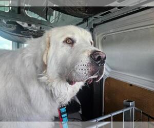 Great Pyrenees Dogs for adoption in Hamilton, MT, USA