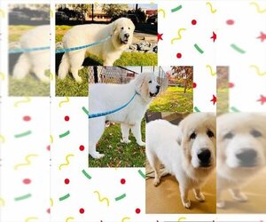 Great Pyrenees Dogs for adoption in Derwood, MD, USA