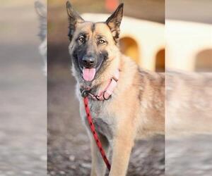 Mutt Dogs for adoption in Santa Cruz, CA, USA