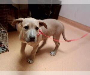 Mastiff-Unknown Mix Dogs for adoption in Martinez, CA, USA
