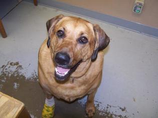 Redbone Coonhound Dogs for adoption in Millville, UT, USA