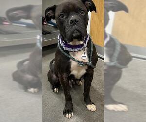 Boxer Dogs for adoption in Forestville, MD, USA